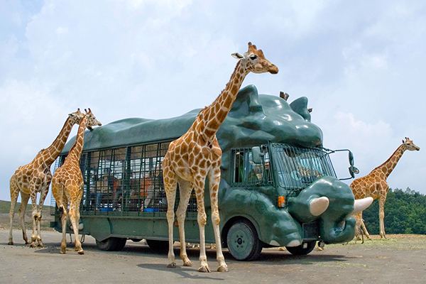 アフリカン サファリ